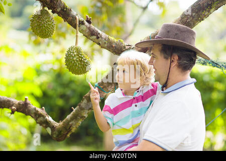 Durian growing on tree. Father and son picking exotic tropical fruits of Thailand and Malaysia. King of fruit. Man and child watching ripe durians on Stock Photo