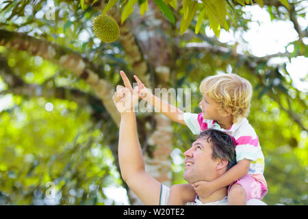 Durian growing on tree. Father and son picking exotic tropical fruits of Thailand and Malaysia. King of fruit. Man and child watching ripe durians on Stock Photo