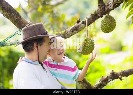 Durian growing on tree. Father and son picking exotic tropical fruits of Thailand and Malaysia. King of fruit. Man and child watching ripe durians on Stock Photo