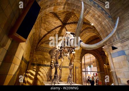 Natural History Museum, Cromwell Road, South Kensington, Royal Borough of Kensington and Chelsea - Mammoth skeleton. Stock Photo