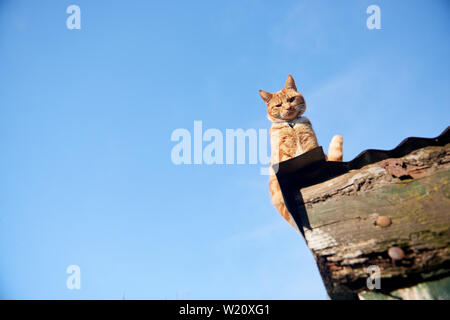Ginger red cat sitting on a roof looking down at camera against a blue sky. Stock Photo