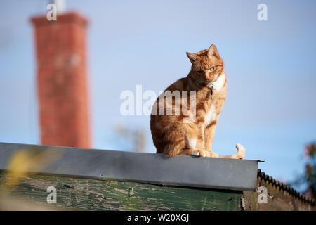 Cute ginger red cat sitting on a tin roof looking down. Stock Photo