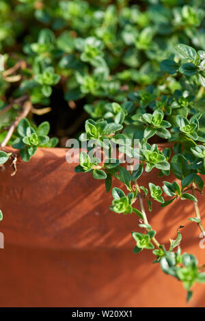 Thyme close-up growing in a terracotta garden pot. Stock Photo