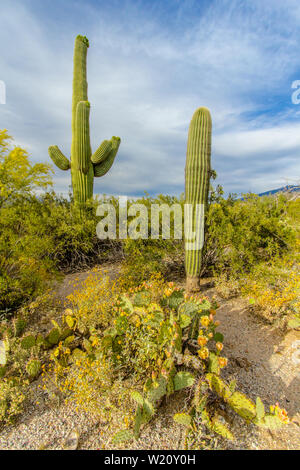 Desert Wildflower Landscape. Prickly pear cactus and the mighty Saguaro cacti bloom under a beautiful blue sky..Saguaro National Park, Tucson, Arizona Stock Photo