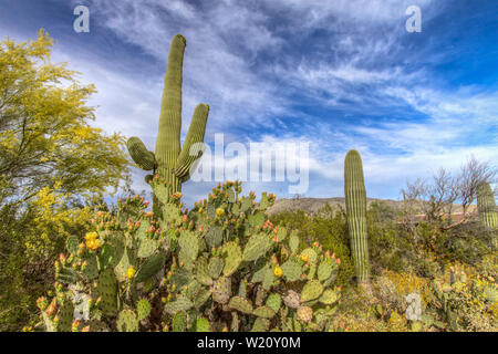 Desert Wildflower Landscape. Prickly pear cactus and the mighty Saguaro cacti bloom under a beautiful blue sky..Saguaro National Park, Tucson, Arizona