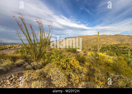 Ocotillo Cactus In Bloom. Ocotillo Cactus with orange wildflowers in the Sonoran Desert near Tucson Arizona in the Saguaro National Park. Stock Photo