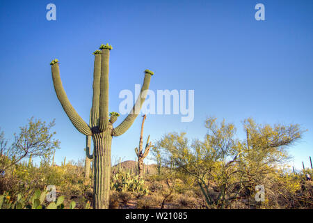 Saguaro Cactus In Bloom. Saguaro cactus with flowers during the Sonora Desert spring in Saguaro National Park in Tucson Arizona Stock Photo