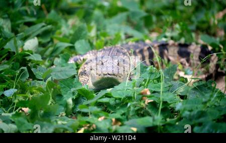 small crocodile hiding in green grass near the river Stock Photo