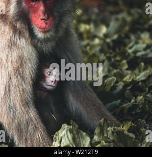 Baby macaque monkey and his caring mother in the nature on a summer day in the nature Stock Photo