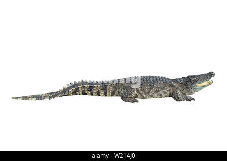 Freshwater crocodile on a white background with clipping path. Stock Photo