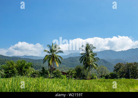 Green rice paddy fields, and is soon up to the seed harvest Background of coconut trees and mountains Stock Photo