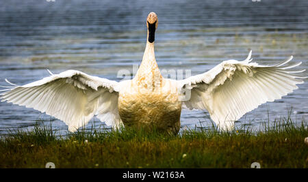Trumpeter Swan drying its wings after a dip in the lake. Stock Photo