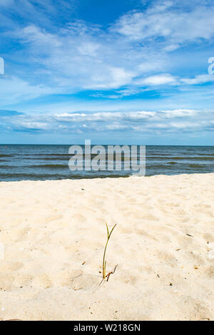 Small trees on the sand by the sea. Stock Photo