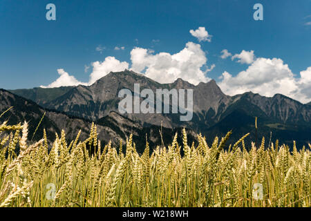 A field of golden wheat under a bright blue sky with mountain landscape in the background Stock Photo