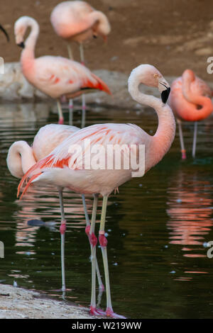 A Chilean flamingo (Phoenicopterus chilensis) walks through a pond of water. Native to South America in Chili, Brazil, Argentina, and Peru. Stock Photo