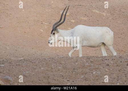 A critically endangered Addax (Addax nasomaculatus) also known as the screwhorn or white antelope stops to scratch its head in the desert sand has bee Stock Photo