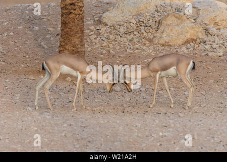 two Arabian sand gazelles in the Middle East desert , Arabian Peninsula ...