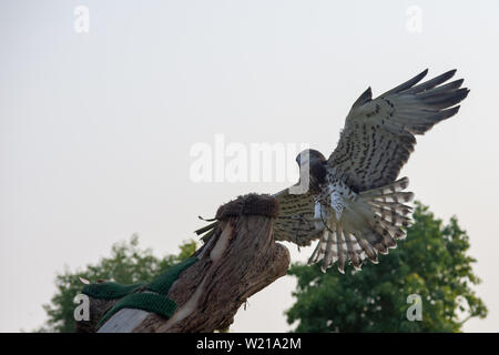 The short-toed snake eagle (Circaetus gallicus), also known as short-toed eagle flies in spreading its wings back lite. Stock Photo