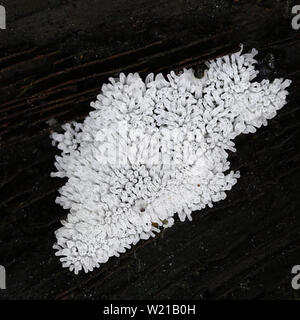 Sporangia of white coral slime mold, Ceratiomyxa fructiculosa Stock Photo