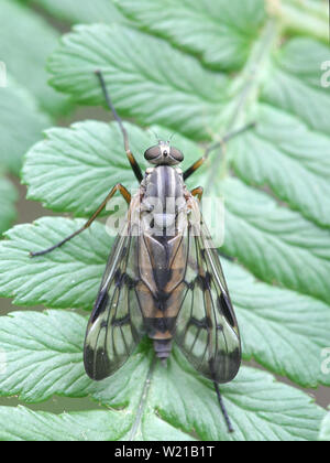 Rhagio scolopaceus, known as the Downlooker Snipefly Stock Photo