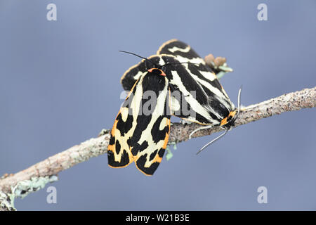 Parasemia plantaginis, known as the wood tiger, a moth of the family Erebidae Stock Photo