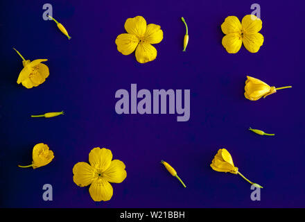 Composition of yellow flowers and buds on a lilac background. Flat lay. Copy space. Stock Photo