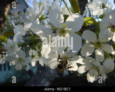 A honey bee on a cherry Stock Photo