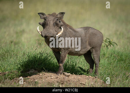 A common warthog stands on an earth mound turning in the sunshine. It has grey skin, a brown mane and white tusks and is turning to face the camera. Stock Photo