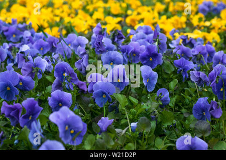 Blue flowers in the garden. Field of violet pansies. Heartsease, pansy background. Floral pattern. Flower season. Wild nature. Purple viola close-up. Stock Photo