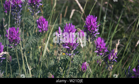 Astragalus onobrychis. Blossoming Astragalus onobrychis.  Honey plant. Selective focus. Stock Photo