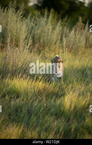 Female leopard walking and marking territory in Chitabe Okavango Delta Botswana Stock Photo