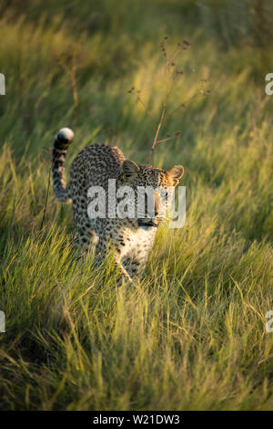 Female leopard walking and marking territory in Chitabe Okavango Delta Botswana Stock Photo