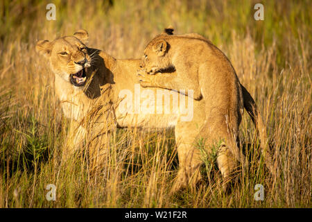 Lioness playing with cub in Chitabe, Okavango Delta, Botswana Stock Photo