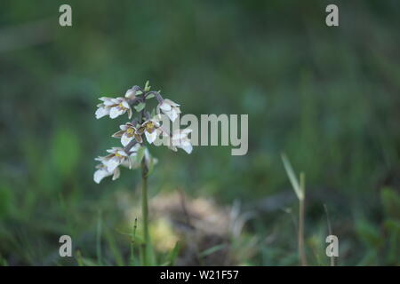 Epipactis palustris (Marsh Helleborine) growing wild Stock Photo