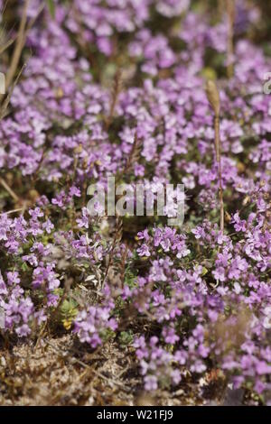 Flowering carpet of Wild Thyme (Thymus polytrichus) growing wild Stock Photo
