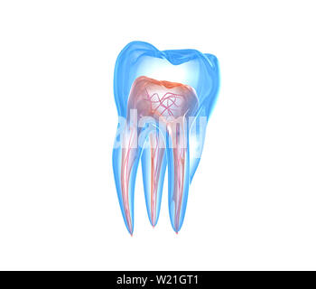 Transparent teeth. 3d renderings of endodontics inner structure over white background Stock Photo