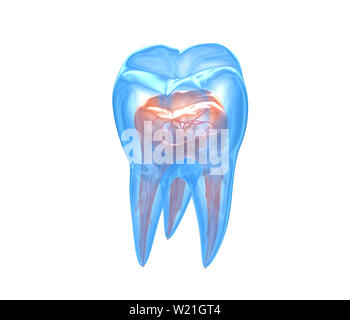 Transparent teeth. 3d renderings of endodontics inner structure over white background Stock Photo