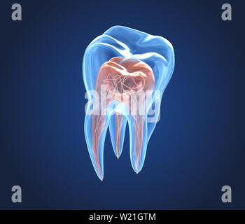 Transparent teeth. 3d renderings of endodontics inner structure Stock Photo