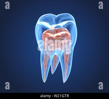 Transparent teeth. 3d renderings of endodontics inner structure Stock Photo