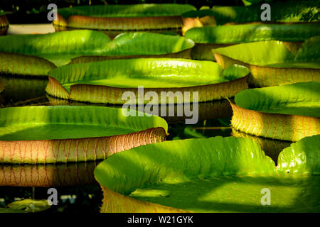 giant tropical water lily leaves swimming in pond Stock Photo