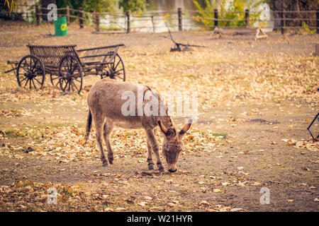 The brown donkey (domesticated member of the horse family) is eating Stock Photo