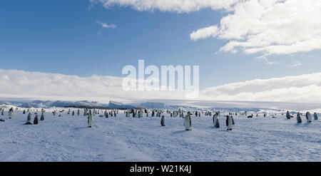 Antarctica, Cape Colbeck Emperor Penguin crèche panorama Stock Photo