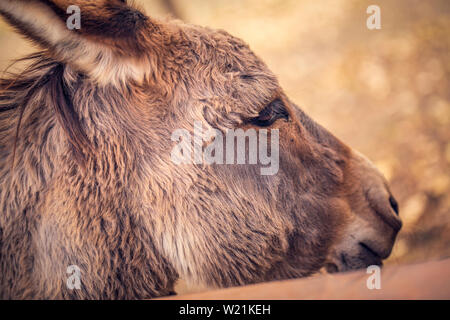 beautiful brown donkey domesticated member of the horse family Stock Photo