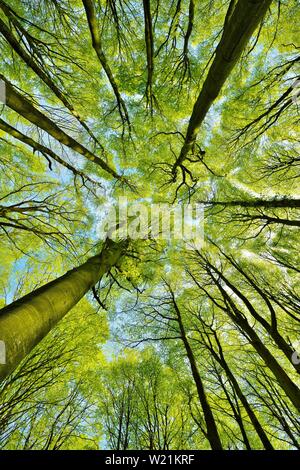 Sunny beech forest in spring, frog perspective, view into the treetops, fresh green, Stubnitz, national park Jasmund, island Rugen Stock Photo