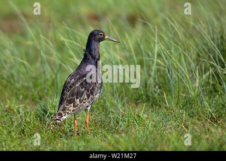 Ruff (Philomachus pugnax), male standing in a meadow, Lake Dummer, Lower Saxony, Germany Stock Photo