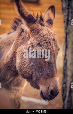 brown donkey domesticated member of the horse family Stock Photo