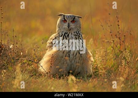 Siberian Eagle Owl (Bubo bubo sibiricus), adult, standing puffed up in meadow, Slovakia Stock Photo