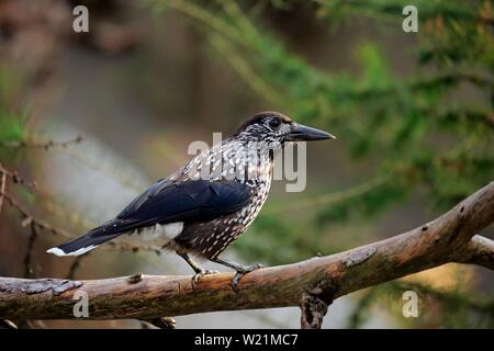 Spotted nutcracker (Nucifraga caryocatactes), adult, sitting on a branch, Austria Stock Photo