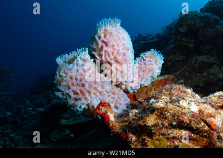 Azure vase sponge (Callyspongia plicifera) on the reef at the Webber's Joy dive site, Bonaire, Netherlands Antilles Stock Photo