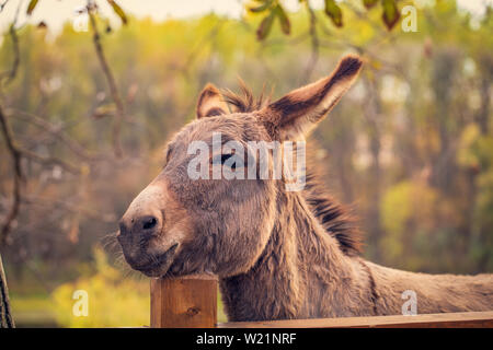 funny brown donkey domesticated member of the horse family Stock Photo